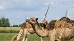 Au pays du maroilles, un éleveur parie sur le lait de chamelle
