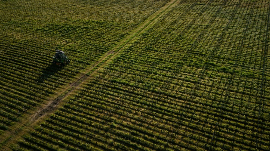La surexposition aux pesticides des riverains des vignes démontrée par une vaste étude