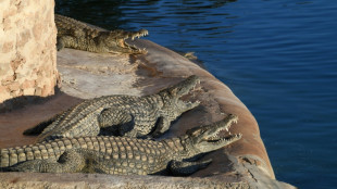Un cocodrilo se da un baño en la piscina de un lujoso hotel en Australia