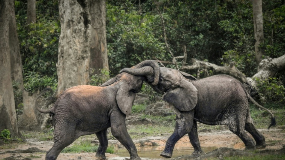 Survey raises estimate of African forest elephant numbers