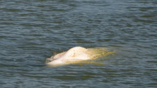 France to give vitamins to beluga stranded in the Seine