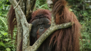 Un gigante farmac&eacute;utico retira un proveedor tras una investigaci&oacute;n de la AFP sobre la deforestaci&oacute;n en Indonesia