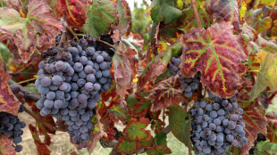 Il Dna dell'uva racconta 4mila anni di storia dei vini francesi