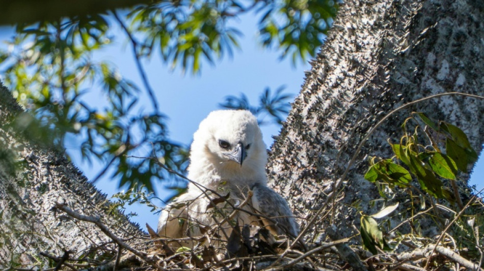 Nace en Bolivia un segundo pich&oacute;n de &aacute;guila arp&iacute;a, especie amenazada