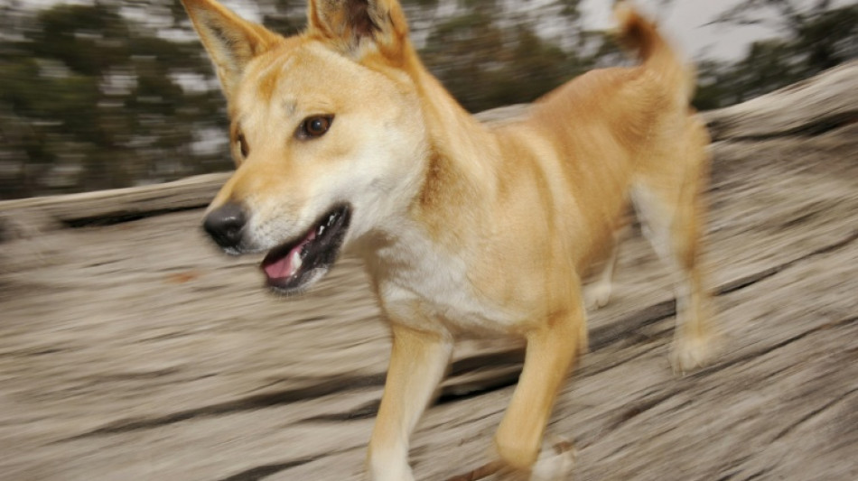 Backlash as Australia kills dingoes after backpacker death