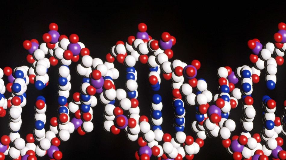 Il Dna antico racconta l'evoluzione dei leoni delle caverne