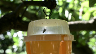 En Gr&egrave;ce, des mouches st&eacute;riles pour lutter contre la destruction des cultures fruiti&egrave;res