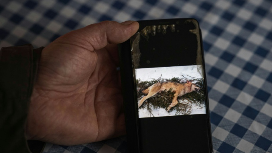 Un tribunal sueco suspende las cuotas de cacer&iacute;a de lobos por el impacto en la conservaci&oacute;n