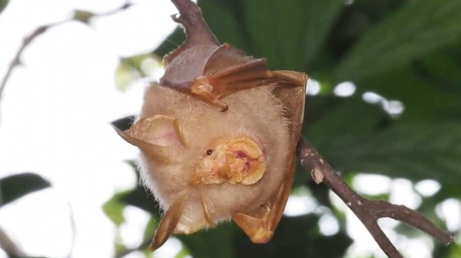 Raro pipistrello è stato identificato a Singapore