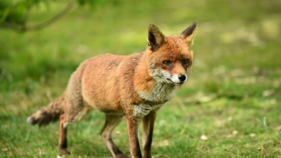 Wilde Verwandte von Hunden und Katzen bewegen sich unterschiedlich durch Revier