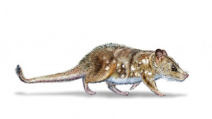 Científicos hallan el fósil de un mamífero de la era de los dinosaurios en la Patagonia chilena