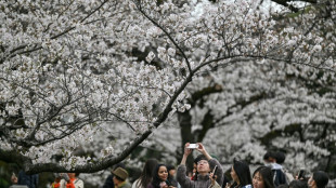Ferramenta de IA busca preservar cerejeiras floridas no Japão