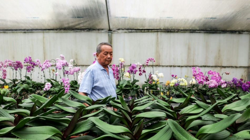 Les orchid&eacute;es de Ta&iuml;wan face au couperet douanier de Trump