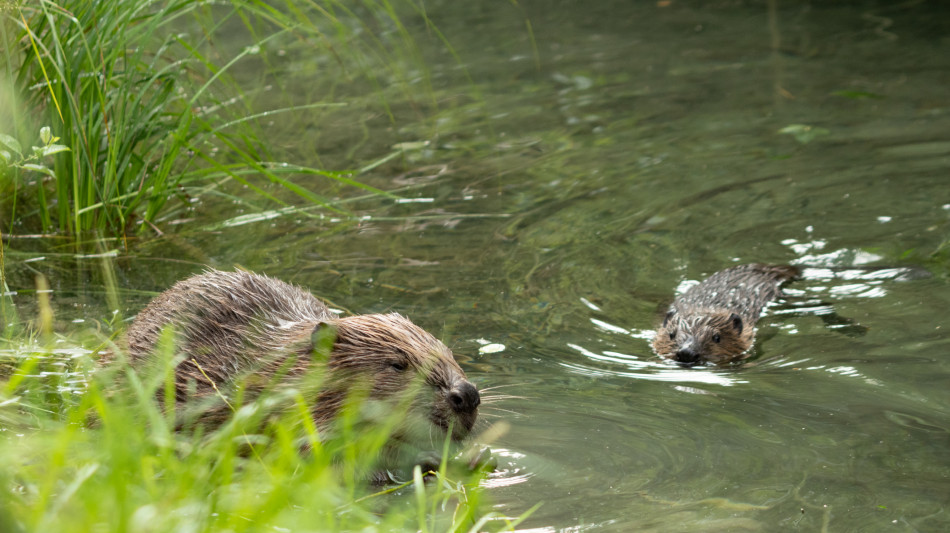 L''ingegnere della natura', castori crescono nel Tarvisiano