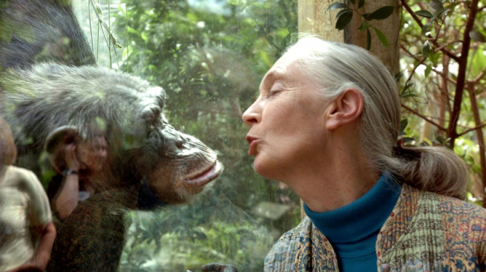 Renowned British chimpanzee expert Jane Goodall dies at 91