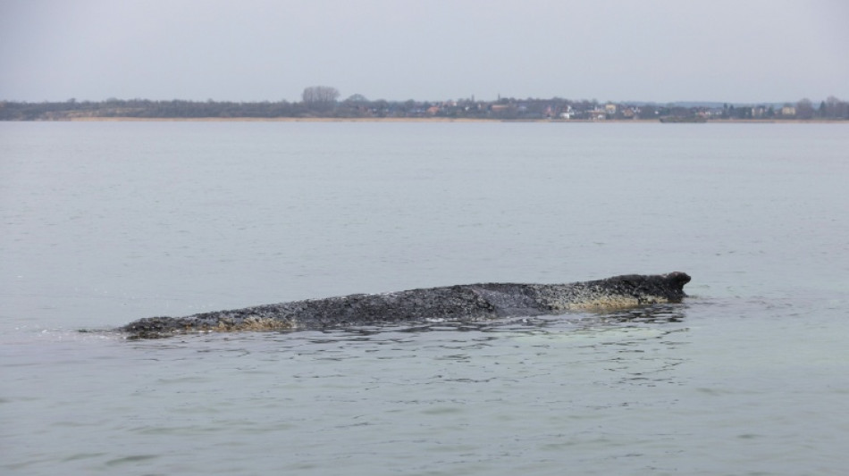 Keine Hoffnung mehr f&uuml;r Buckelwal: Tier vor Ostseek&uuml;ste liegt im Sterben