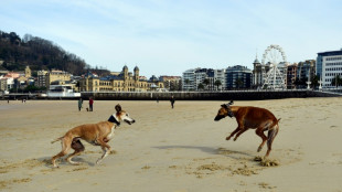 Hallan 32 perros muertos de hambre en una finca en Espa&ntilde;a