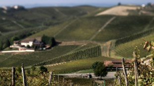 Los viticultores del famoso espumante italiano de Asti recortan su producción por vaivenes del mercado