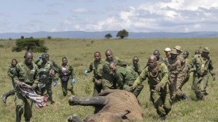 How to move a rhino