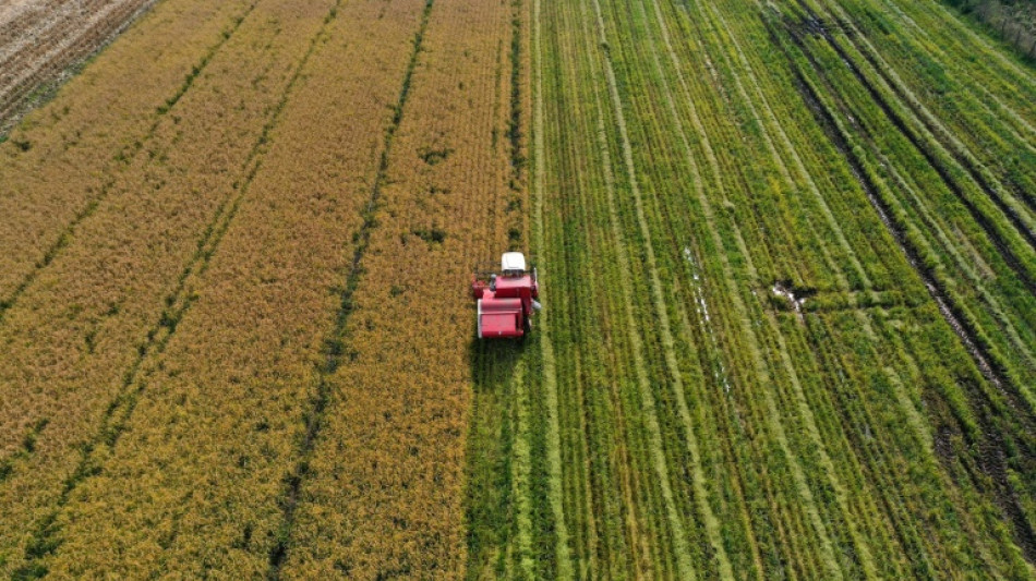 Moins d'eau, même rendement : le pari durable du riz chilien