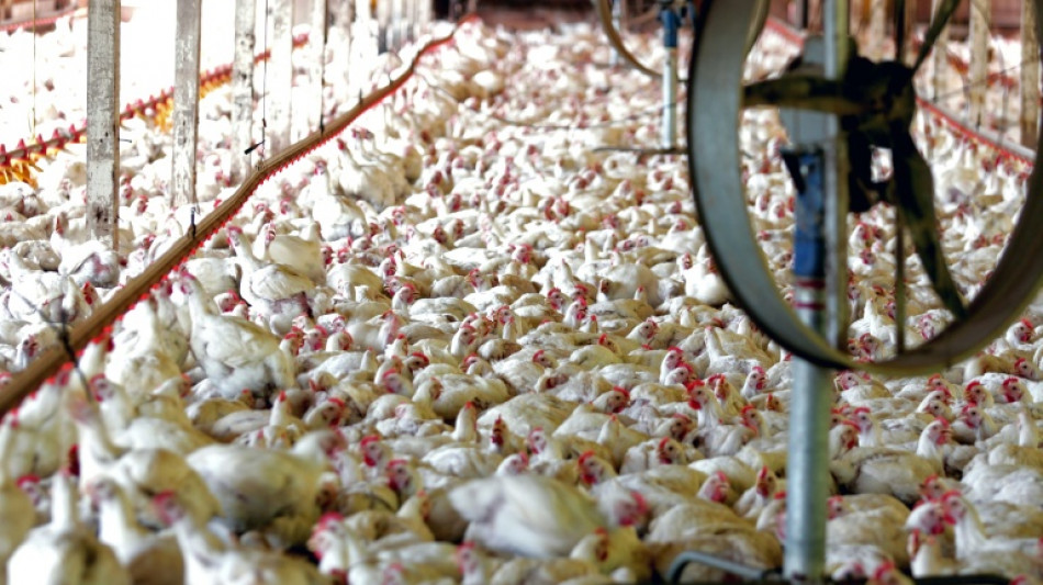 Brazil welcomes China lift of ban on poultry imports