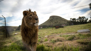 Pumas y leones contaminados de Covid en Sudáfrica