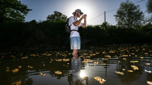 La canicule impitoyable aussi pour les poissons d'eau douce