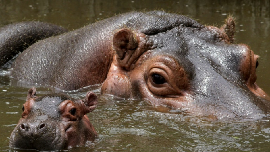 Neue Erkenntnisse: Flusspferde lebten noch während letzter Eiszeit in Deutschland