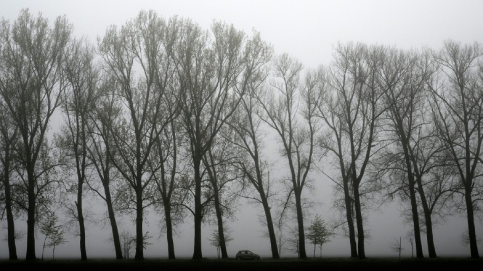 Baum st&uuml;rzt auf fahrendes Auto - Fahrer in Baden-W&uuml;rttemberg t&ouml;dlich verletzt