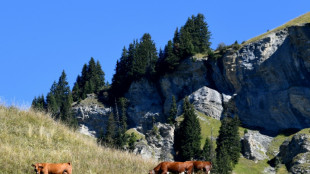 France eases cow diets as cheesemakers sweat