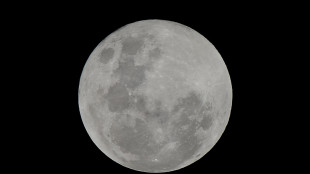 Batteri muratori per le future basi sulla Luna