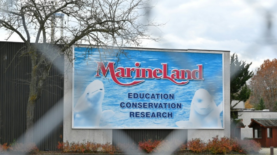 Au Canada, l'avenir incertain des b&eacute;lugas de Marineland menac&eacute;s d'euthanasie