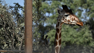 Des tigres imperturbables mais des soigneurs terrifi&eacute;s: un zoo pr&egrave;s de Madrid face &agrave; l'avanc&eacute;e du feu