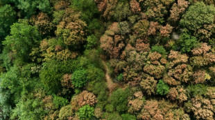 Immer mehr Br&auml;nde in Deutschland: Forstwirtschaftsrat fordert Waldumbau
