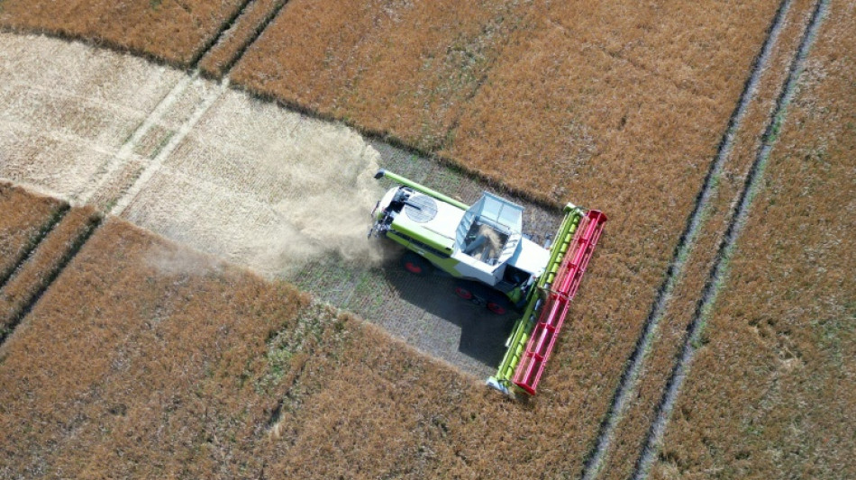 German farmers warn of drought toll on grain harvest