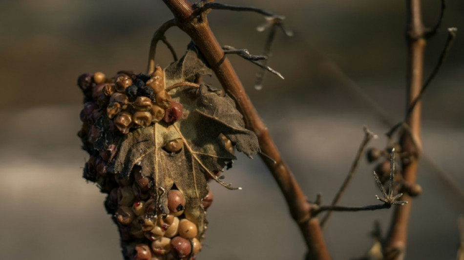 Annie Genevard annonce un fonds d'urgence sur les vignobles de l'Aude sinistrés par le feu