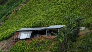 El mercado global de la cocaína marca otro récord con un aumento de cultivos en Colombia, reporta la ONU