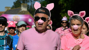 En Bretagne, une course pour valoriser le cochon, sans faire taire les polémiques