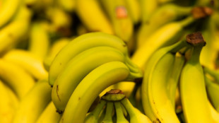 Portugal: près de 3,5 tonnes de cocaïne saisies dans une cargaison de bananes