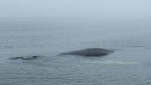 L&uuml;becker Bucht: Zustand von gestrandetem Wal verschlechtert sich