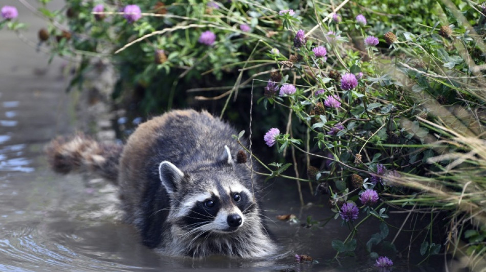 L'inarrêtable progression du raton laveur, sympathique envahisseur rapporté d'Amérique